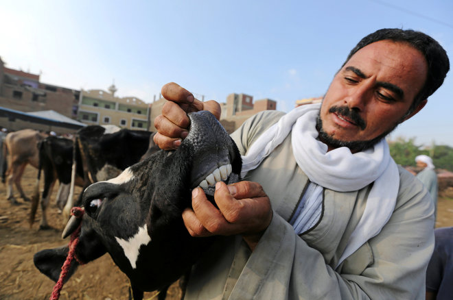 A livestock vendor shows a cow’s mouth to customers, ahead of the Eid al-Adha, at a cattle market in Al Manashi village in Giza, on the outskirts of Cairo.