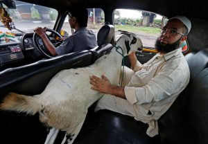 A man sits in the back of a taxi with a goat after purchasing it from a livestock market ahead of the Eid al-Adha festival in Kolkata.