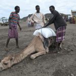 A picture taken on April 16, 2016 shows a group of herders assisting a malnourished camel carrying a load in Sitti Zone, in the Somali Region of Ethiopia.