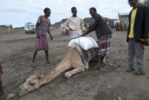 A picture taken on April 16, 2016 shows a group of herders assisting a malnourished camel carrying a load in Sitti Zone, in the Somali Region of Ethiopia.