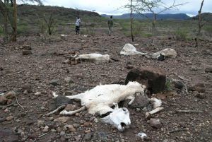 A picture taken on April 16, 2016 shows pastoralist looking at animals that died as a result of drought in Sitti Zone, in the Somali Region of Ethiopia. Sitti Zone is one of the most affected by the drought caused by the El Nino climate phenomenon. Ethiopia struggles to combat its worst drought for 30 years, with at least 10.2 million people needing food aid.