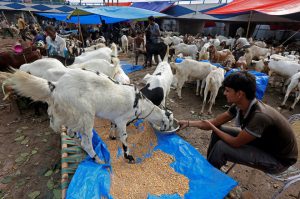 A trader gives water to his goat as he waits for customers at a livestock market ahead of the Eid al-Adha festival in Kolkata.