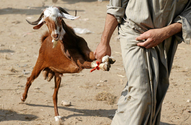 A vendor carries a sold sheep to the customer’s car, ahead of the Eid al-Adha, in Giza, on the outskirts of Cairo, Egypt.