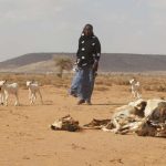 A woman herds her goats and sheep past the carcasses of animals that died due to the El Nino-related drought in Marodijeex town of southern Hargeysa, in northern Somalia's semi-autonomous Somaliland region, April 7, 2016.