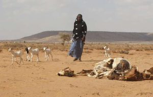 A woman herds her goats and sheep past the carcasses of animals that died due to the El Nino-related drought in Marodijeex town of southern Hargeysa, in northern Somalia's semi-autonomous Somaliland region, April 7, 2016.