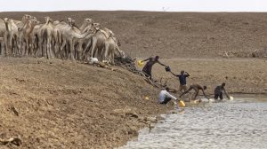 Camel herders scoop up water in plastic buckets from one of the few watering holes in the area, to water their animals near the drought-affected village of Bandarero