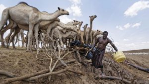 Camel herders scoop up water in plastic buckets , near Moyale town on the Ethiopian border, in northern Kenya