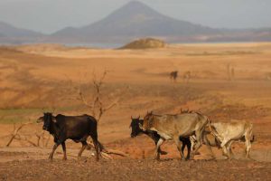 Cattle walk on previously submerged land at Guri dam in Bolivar state, Venezuela April 11, 2016. Drought has turned parts of Venezuela's Guri dam, one of the world's biggest, into desert, but the government is optimistic of rain within weeks to drive the vast installation that provides the bulk of the OPEC nation's power.
