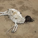 The carcass of a dead sheep lies in the desert in the drought-affected village of Bandarero, near Moyale town on the Ethiopian border, in northern Kenya