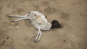 The carcass of a dead sheep lies in the desert in the drought-affected village of Bandarero, near Moyale town on the Ethiopian border, in northern Kenya