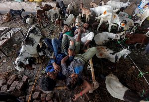 Traders sleep on a cot amid the goats at a livestock market ahead of the Eid al-Adha festival in Kolkata on September 8. Eid al-Adha, the Festival of the Sacrifice, commemorates the willingness of Prophet Abrahim to sacrifice his son as an act of obedience to God