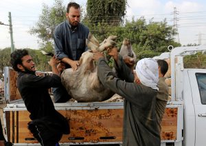 Vendors carry a sold buffalo to the customer’s car, ahead of the Eid al-Adha, in Giza, on the outskirts of Cairo, Egypt.