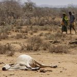Villagers walk past the carcass of a dead cow in the drought-affected village of Bandarero, near Moyale town on the Ethiopian border, in northern Kenya .The U.N. humanitarian chief, Stephen O'Brien, toured Bandarero village on Friday and called on the international community to act to ‘avert the very worst of the effects of drought and to avert a famine to make sure we don't go from what is deep suffering to a catastrophe.’