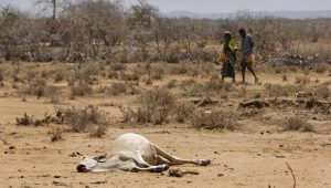 Villagers walk past the carcass of a dead cow in the drought-affected village of Bandarero, near Moyale town on the Ethiopian border, in northern Kenya .The U.N. humanitarian chief, Stephen O'Brien, toured Bandarero village on Friday and called on the international community to act to ‘avert the very worst of the effects of drought and to avert a famine to make sure we don't go from what is deep suffering to a catastrophe.’