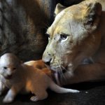A white lioness named Kleopatra laps up one of her three cubs born on July 28, 2016, at the Tbilisi zoo on August 3, 2016.
