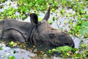 A young one-horned rhino trying to rise above water on the National Highway from the flooded grassland in Kothari village near Kaziranga National Park in Nagaon, Assam.