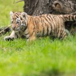 A young tiger walks in its enclosure in the zoo Duisburg, western Germany, on August 12, 2016. Tiger Dasha gave birth to two offsprings six weeks ago.