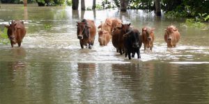 Cattle move through flood water at Dhekiabari Village in Kamrup district of Assam.