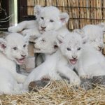 Newly-born white lion cubs are seen in their enclosure at a private zoo in the village of Demydiv outside of Kiev, Ukraine, on August 11, 2016.