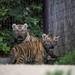 Two two-month old Siberian tiger Panthera tigris altaica) cubs are seen in their enclosure in the zoo in Veszprem, 108 kms southwest of Budapest, Hungary, Wednesday, August 3, 2016. The cub is one of the two that were born in the Veszprem Zoo in June.