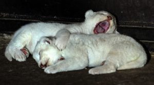 Two white cubs born on July 28, 2016 sleep at the Tbilisi zoo on August 3, 2016.
