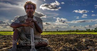 African Folktale in Hindi: How ants carry so much weight चींटियाँ भारी बोझा क्यूँ ढोती हैं