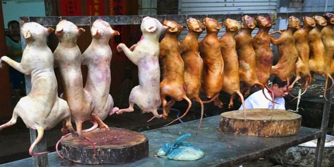 China Weird News: Controversial Yulin Dog Meat Festival