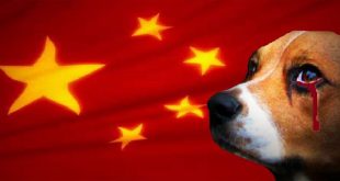 China Weird News: Controversial Yulin Dog Meat Festival