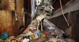 Wisdom Bal Kavita about use of Polythene पॉलीथीन