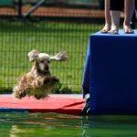 A dog jumps into the pool during the Flying Dogs competition in Kamnik, Slovenia, on September 10, 2016.