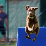 A dog jumps into the pool during the Flying Dogs competition in Kamnik, Slovenia, on September 10, 2016.