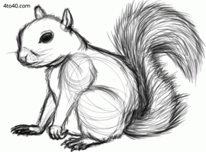 Squirrel Line Art