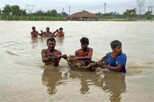 Villagers rescue some birds a flood affected village in West Bengal’s Birbhum district on August 22, 2016