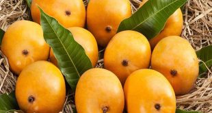 Informative Facts about Mango Fruit बेहद खास है 'आम'