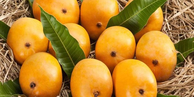 Informative Facts about Mango Fruit बेहद खास है 'आम'
