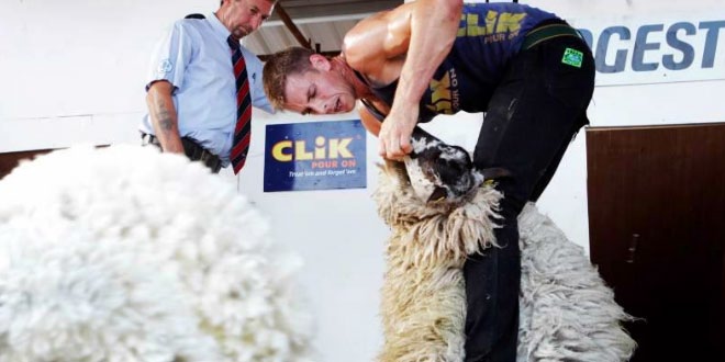UK Guinness World Records: Most sheep sheared in nine hours