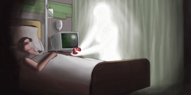 Which human organs can be donated?