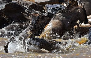 A crocodile attacks a wildebeest in the Mara river during the annual wildebeest migration in the Masai Mara game reserve.
