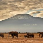 A herd of elephants walk in Amboseli National Park