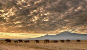 A herd of elephants walk in Amboseli National Park