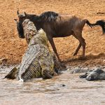 A large crocodile attacks a wildebeest during the migration in the Masai Mara game reserve.