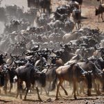 A wildebeest herd during the annual wildebeest migration in the Masai Mara game reserve.
