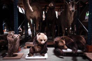 Stuffed bears and animals are displayed before restoration on September 15, 2016 at the Paris National Museum of Natural History. A taxidermist is restoring the beauty of stuffed bears of the Paris National Museum of Natural History ahead of the opening of the exhibition ‘Species of Bears’ (Especes dours) which will run from October 12, 2016 to June 19, 2017.