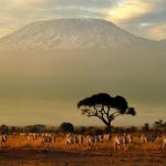 Zebras walk in front of Mount Kilimanjaro in Amboseli National Park