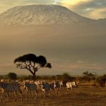 Zebras walk in front of Mount Kilimanjaro in Amboseli National Park