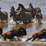 Zebras walk towards crossing wildebeest in the Mara river during the annual wildebeest migration in the Masai Mara game reserve.