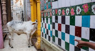 Signs of Auspicious Happenings प्रकृति के इशारे बताते हैं शगुन और अपशगुन