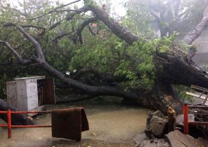 A ripped up tree lay across a street in Chennai as Cyclone Vardah approaches the Indian coast on December 12, 2016