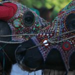 Buffalos wear colored masks during the Pchum Ben festival, in Vihear Sour village in Kandal province, Cambodia, October 1, 2016.
