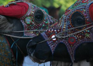 Buffalos wear colored masks during the Pchum Ben festival, in Vihear Sour village in Kandal province, Cambodia, October 1, 2016.